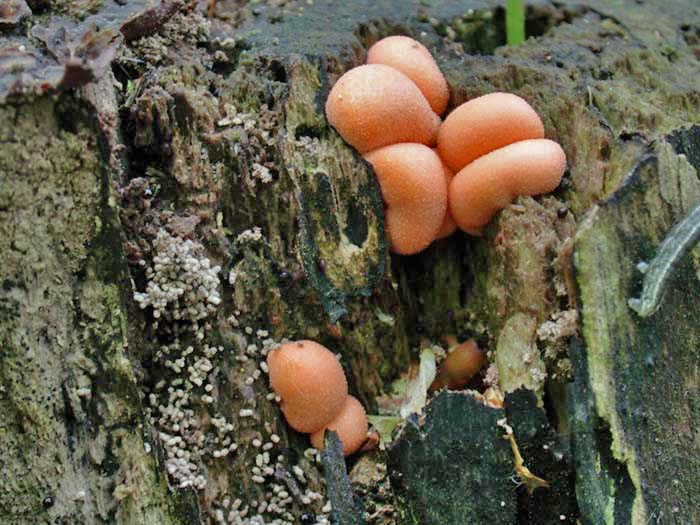 Lycogala epidendrum (J.C. Buxb. ex L.) Fr.(PROVA)